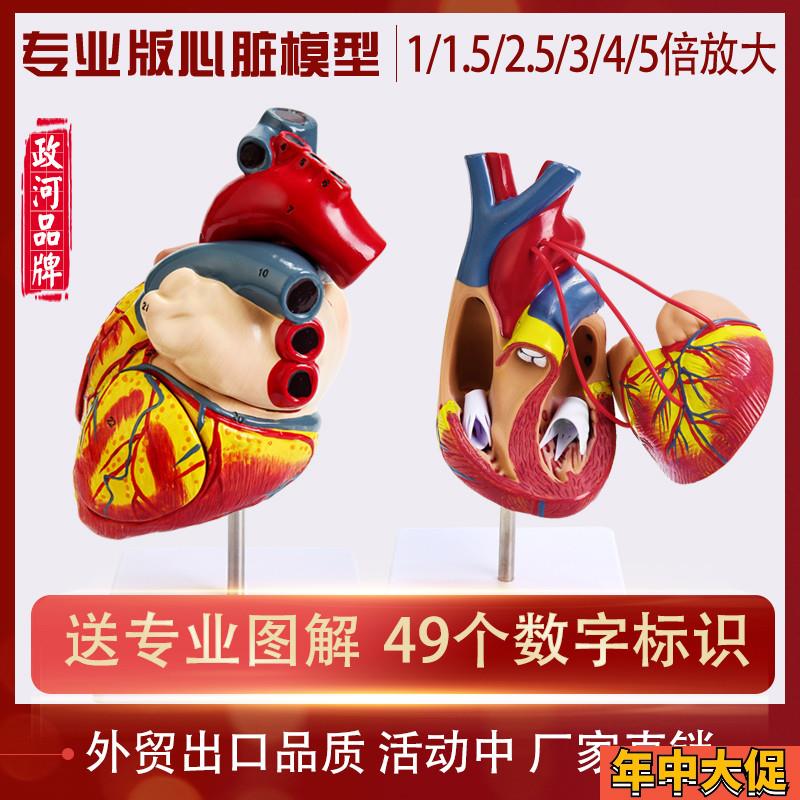 人体心脏模型医学放大器官结构解剖医院学校教学T教具彩B超可拆装