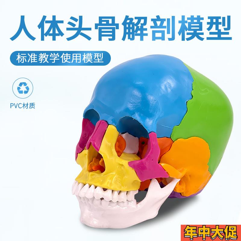 口腔彩色头骨模型 牙科诊所教学y可拆22部件头颅骨 可拆卸头骨模
