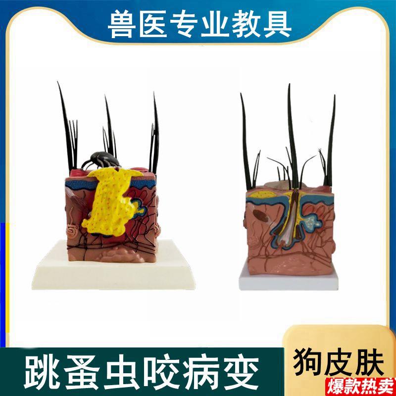 犬皮肤模型正常狗皮病理虫子H叮咬螨虫咬伤跳蚤宠物医院兽医骨骼