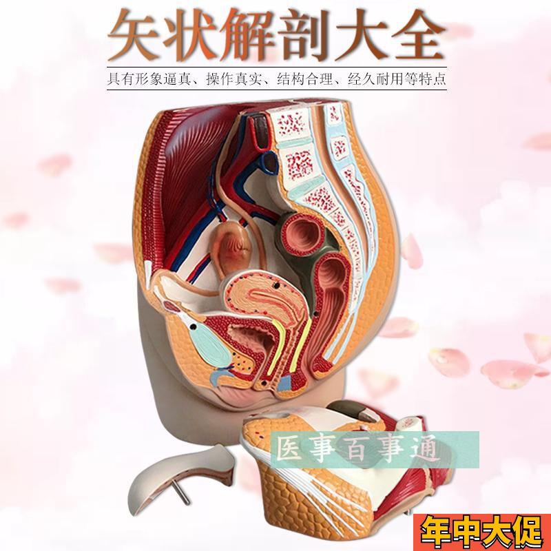 男性生殖泌尿系统模型 男性盆腔解剖结构模型 Q前列腺 男性生殖器