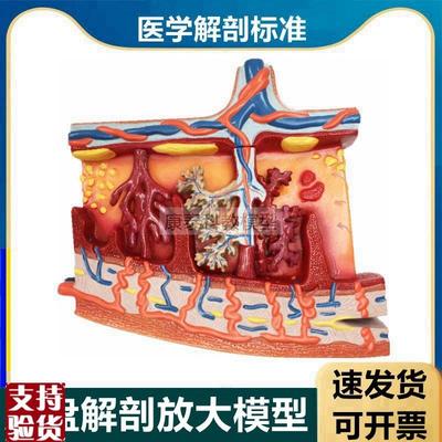 羊膜上皮绒毛膜胎盘解剖模型脐带血管胎儿循环R产科临床医生殖功