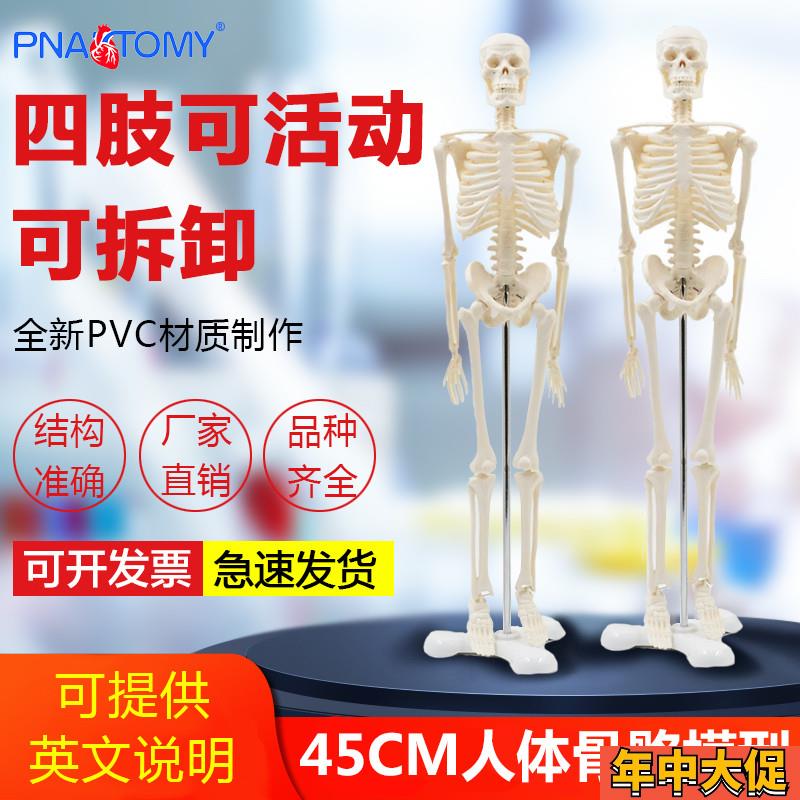 45cm仿真小白人体全身骷髅骨架骨骼可拆卸医学用艺V用瑜伽正骨模