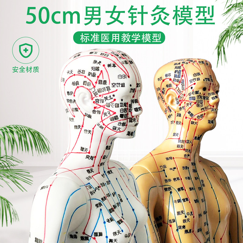 超清人体针灸g穴位模型经络通铜人刻字中医教学人体模型男女小人