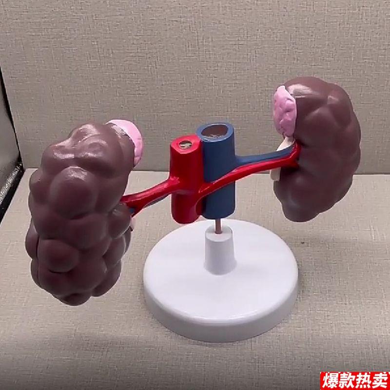 牛内脏模型泌尿系w统仿真肾脏标本可拆卸畜牧兽医动物医院教学展
