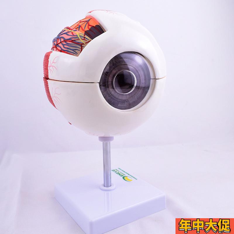 ENOVO颐诺版医学人体眼球解剖模型F眼睛结构模型眼珠眼球眼角膜模