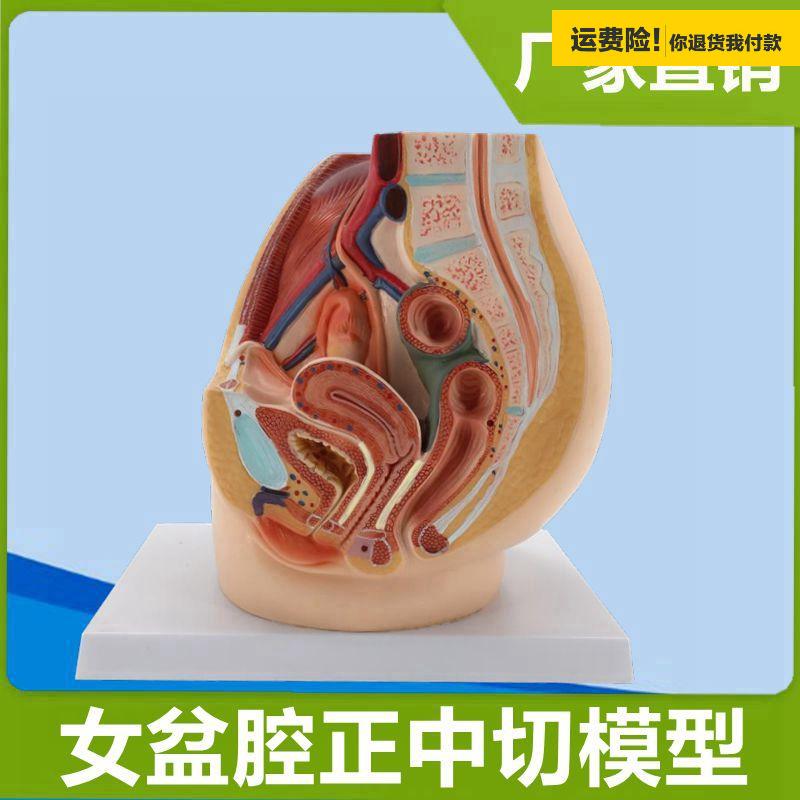 女性盆底肌脏器子宫附件男性生殖睾丸腹腔模型骨盆妇幼产后修