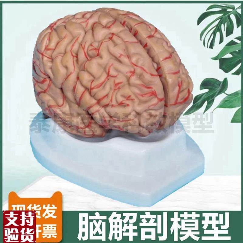 脑模型可拆卸g拼装血管神经皮层功能区科普展示卒中破裂病理神经,玩具/童车/益智/积木/模型,其他模型玩具,淘宝优惠券,粉丝福利购,淘宝优惠卷