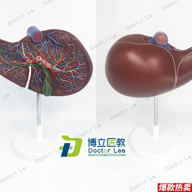 医学人体肝胆囊血管模型肝脏q模型消化外肝胆科消化系统带血管