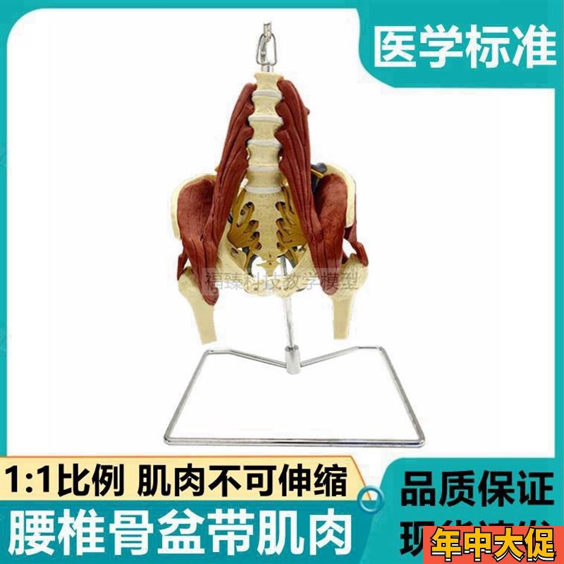 1比1腰部肌肉模型临床康复医学A瑜伽健身馆装备骨科医生坐骨神经