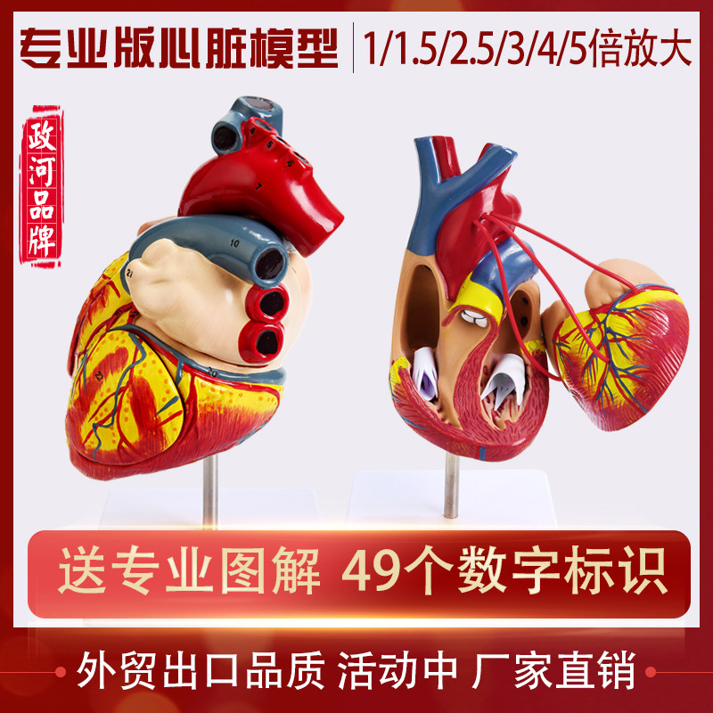 教学仿真1:1人体心脏模型B超彩超声医学心内科Q自然大心脏解剖模