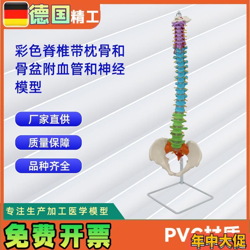 彩色脊椎带枕骨和骨盆附血管和神经模型 正U骨骨科教学模型