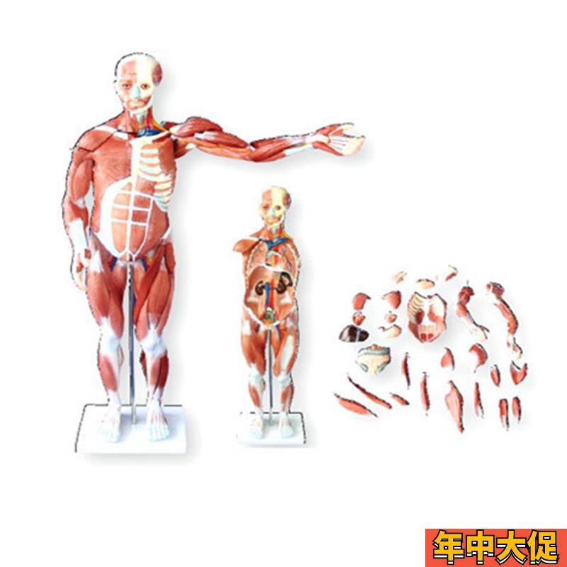 80CM人体s肌肉模型医学教学模具