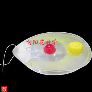 向阳花正d品衣藻模型藻类植物模型厂家直销包邮