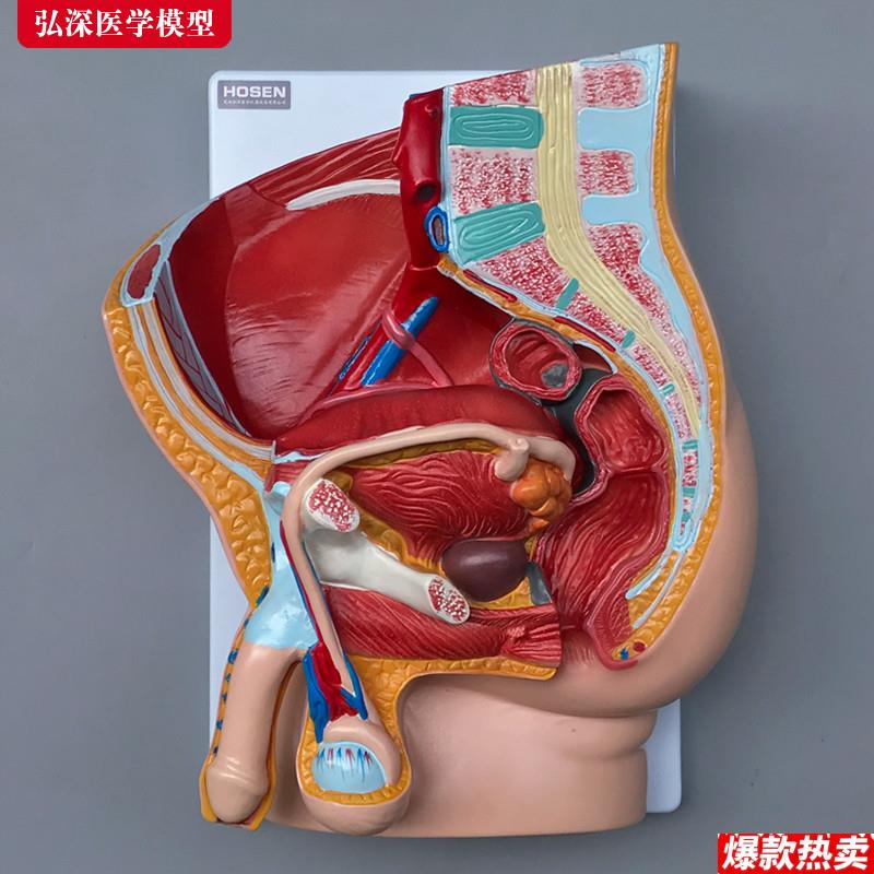 男性生殖系统模型人体矢状解剖面Z结构造骨盆腔医学示教学模具玩
