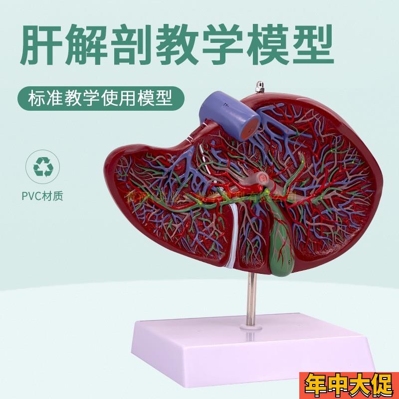 教学仿真带血f管肝脏高档PVC解剖结构模型人体内脏标本放大版肝脏