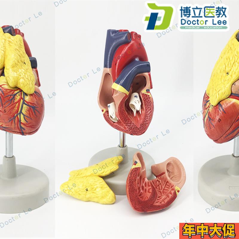 标准人体心脏模型解m剖可拆卸教学模型仿真心脏带胸腺模型医学模