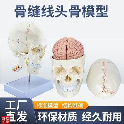 教学仿真1:1人体颅脑解剖标本骨缝线头骨附颈椎医学W大脑神经模型