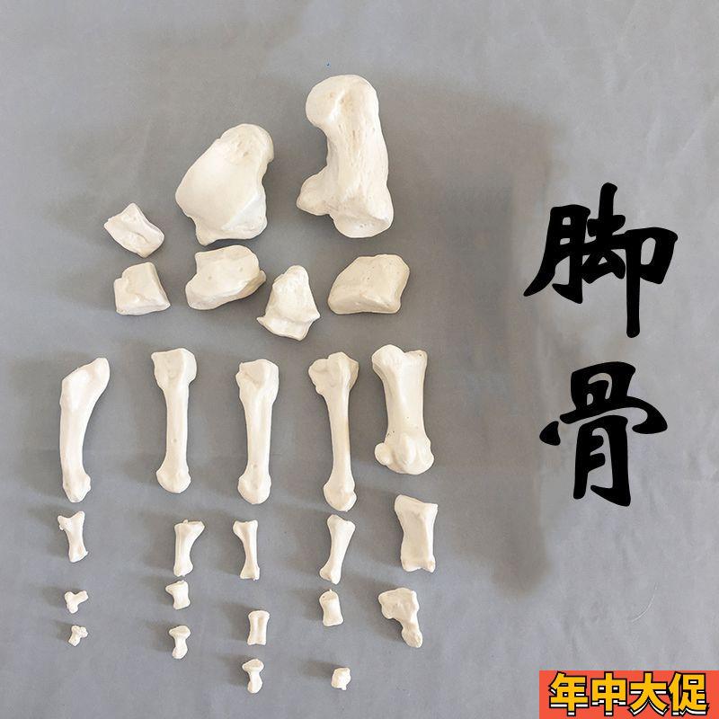 脚骨模型散的跟骨距骨p脚趾1比1真实倒模仿真手骨可活动造型医美