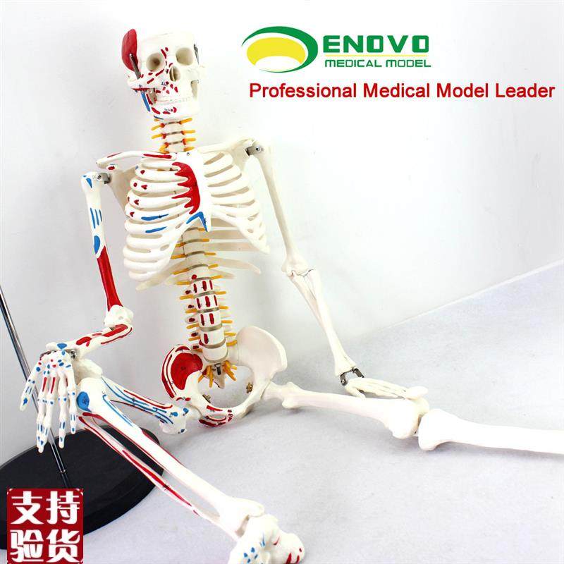 ENOVO颐诺医i学85CM人体骨骼模型神经肌肉起止点骨架瑜伽教学脊柱,文具电教/文化用品/商务用品,教学标本/模型,淘宝优惠券,粉丝福利购,淘宝优惠卷