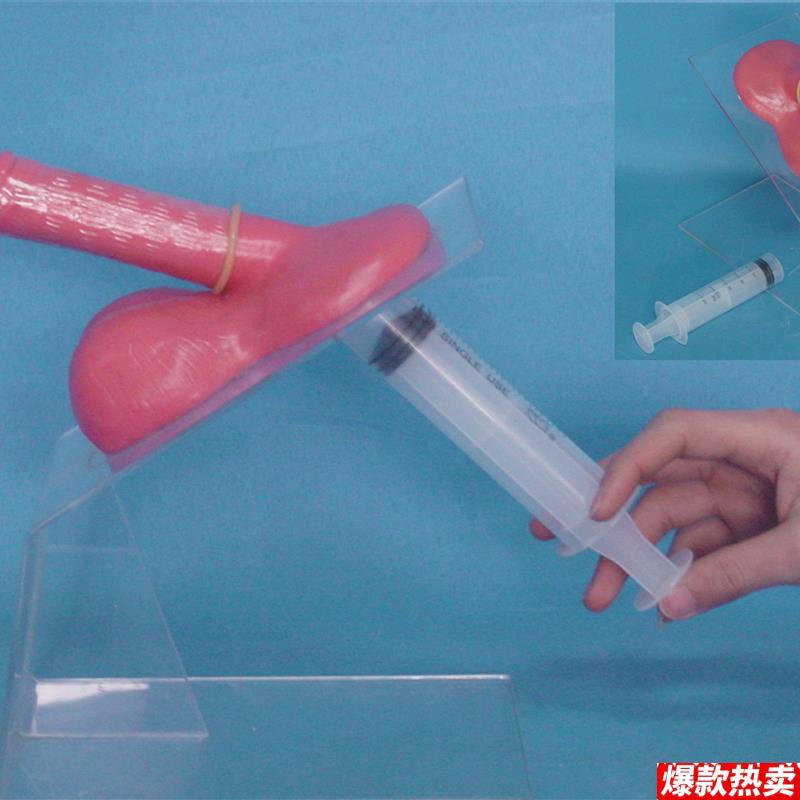 包邮男性保护套实习演示x模型男性生殖系统计生保健教学医用讲解