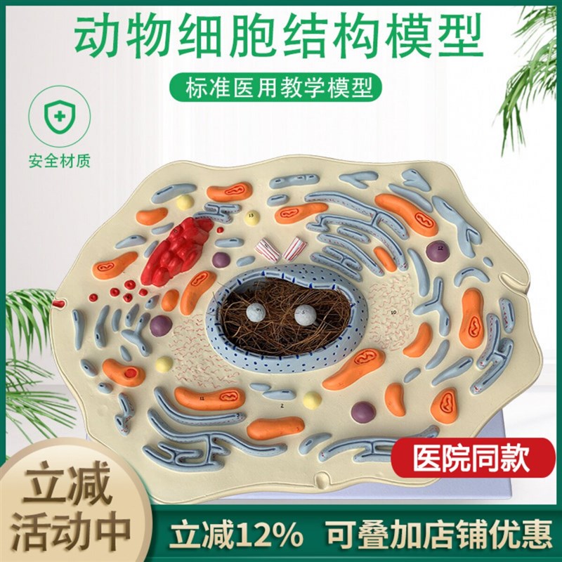 动物细胞结构教学模型 生物z学习教具 医院学校使用演示模型