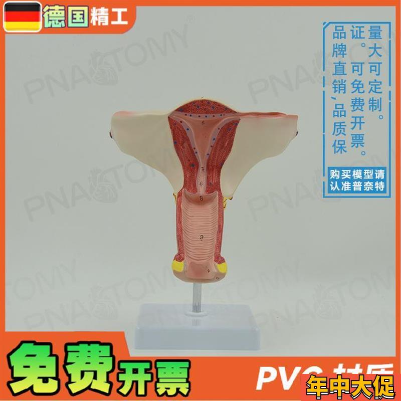 德国】女性人体子宫卵巢模型妇y产科妇科产后修复教学计生演示教