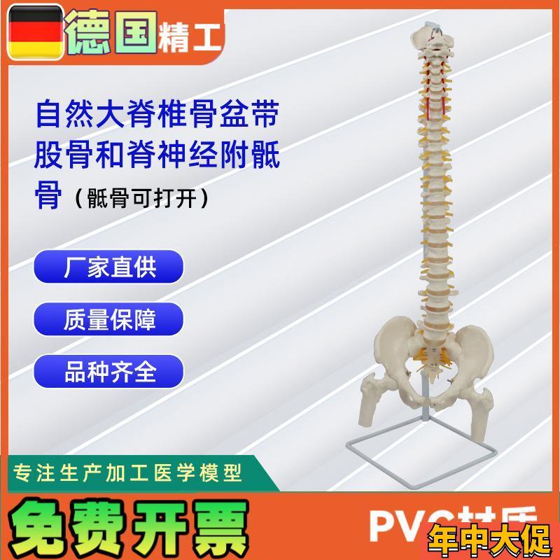自然大脊椎骨盆带股骨和v脊神经附骶骨(骶骨可打开)模型