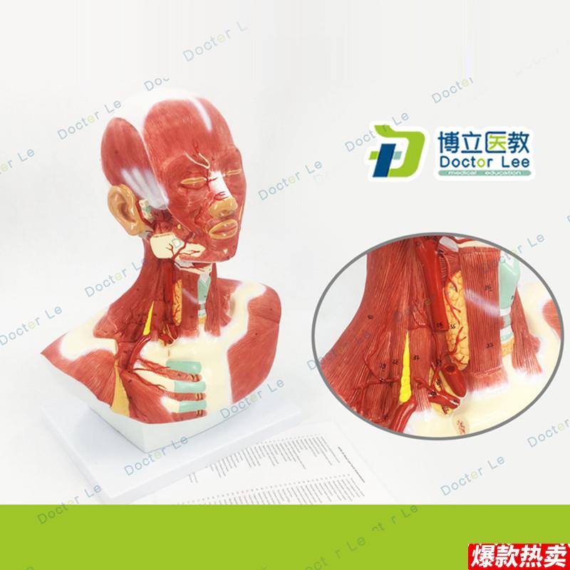 人体头面部肌肉解剖模型头颈胸模型头颈部肌u肉解剖头模型肌肉
