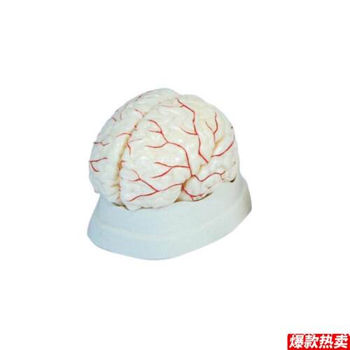 新型脑解剖模型脑动脉模型脑示教模型人x体内脏模型教学道具