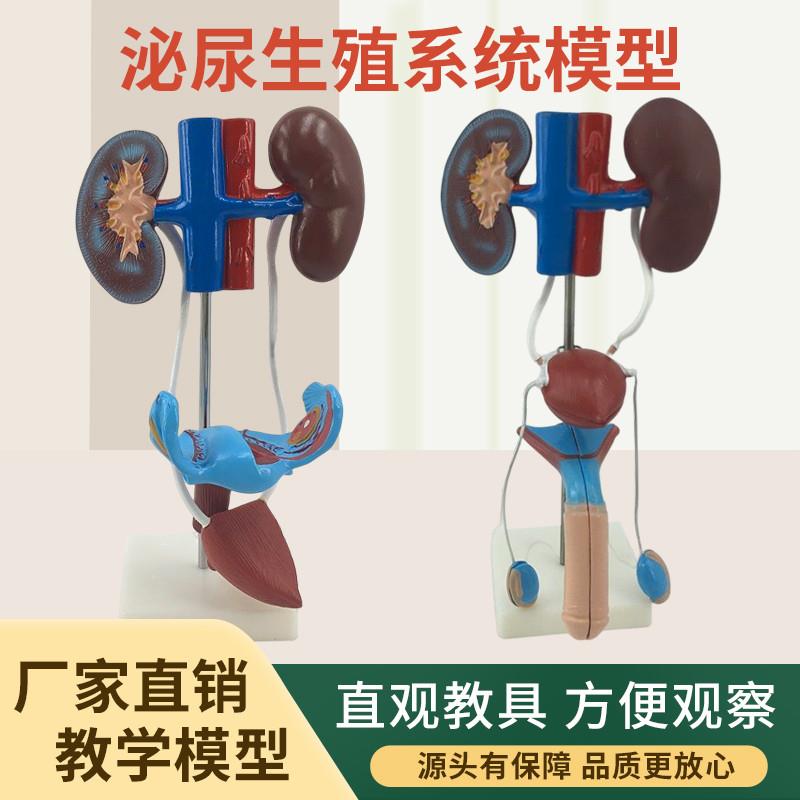 男性泌尿生殖系统解剖q模型 女性泌尿系统 人体泌尿系统解剖模型