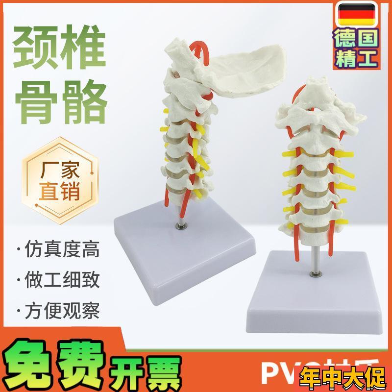 人体颈椎带颈动i脉模型神经 后枕骨 椎间盘颈椎模型 脊柱脊椎模型