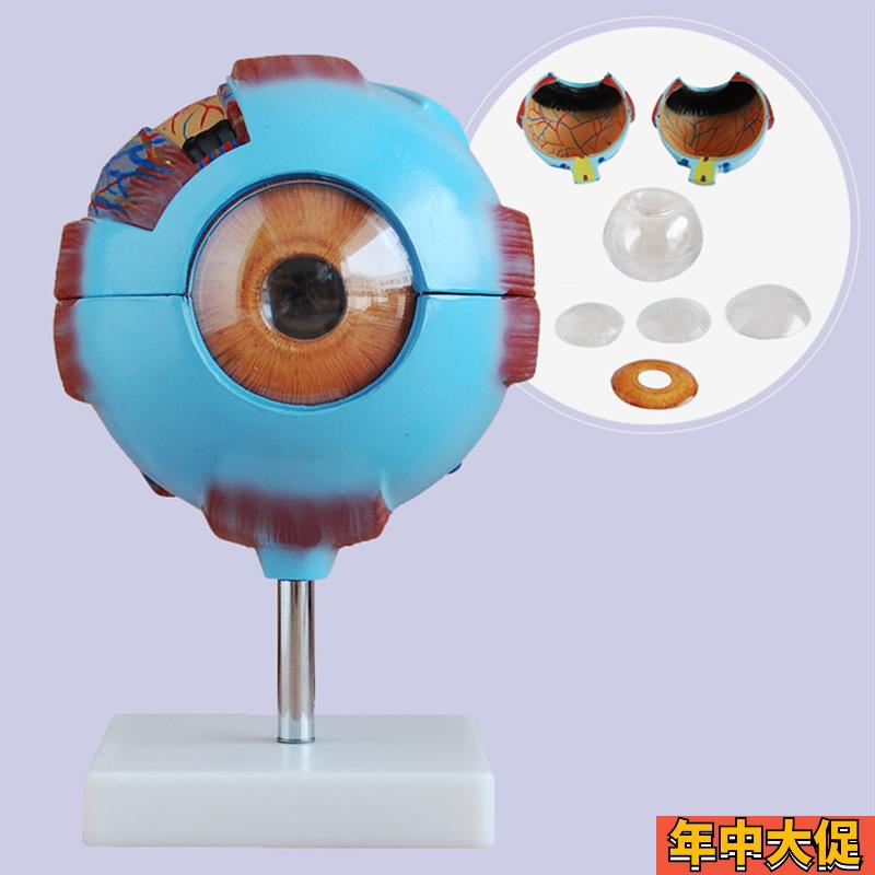 眼球放大模型