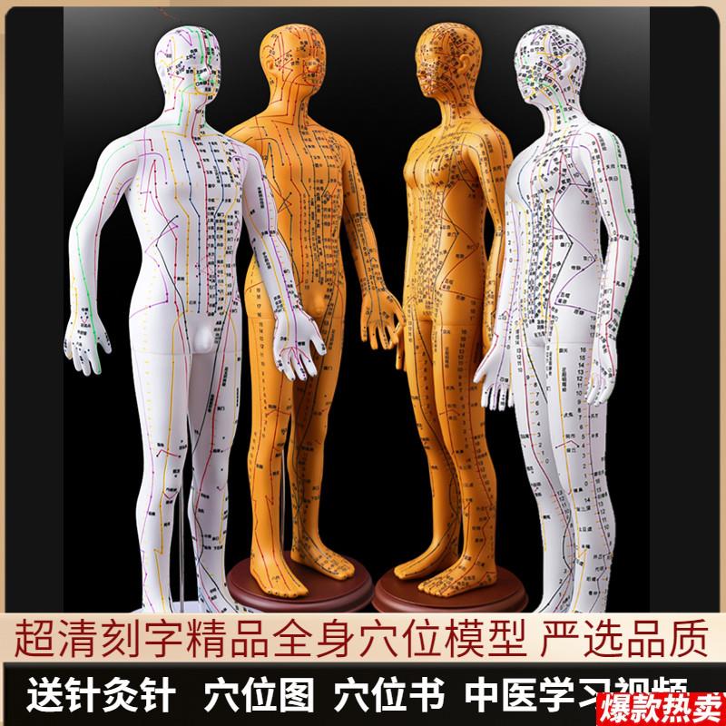 针灸穴位人体模型可扎针经络全身图小铜人模特大真m人十二人形练