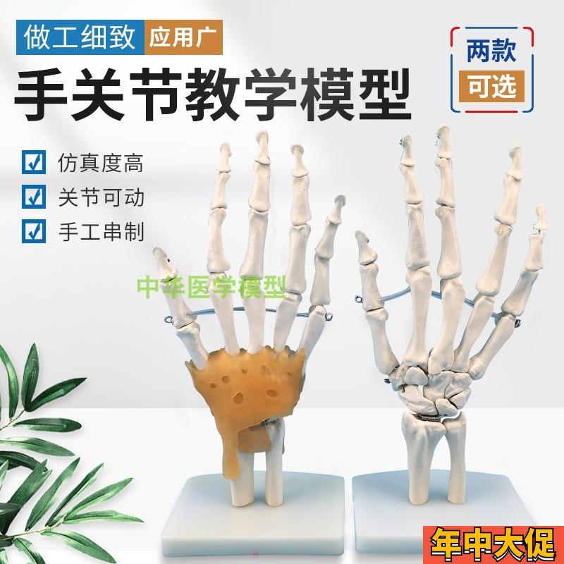 手骨模型手腕关节手部解剖手掌骨骼附韧I带可活动结构指骨桡骨模