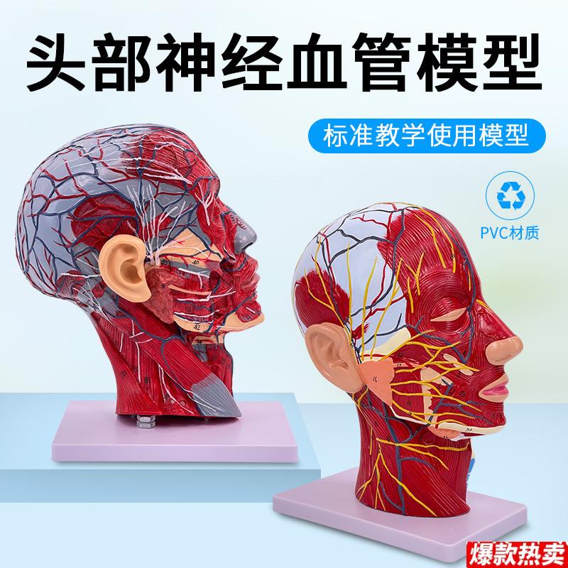 人体脸面部肌肉血管神s经解剖模型头部矢状切面美容微整形医用美