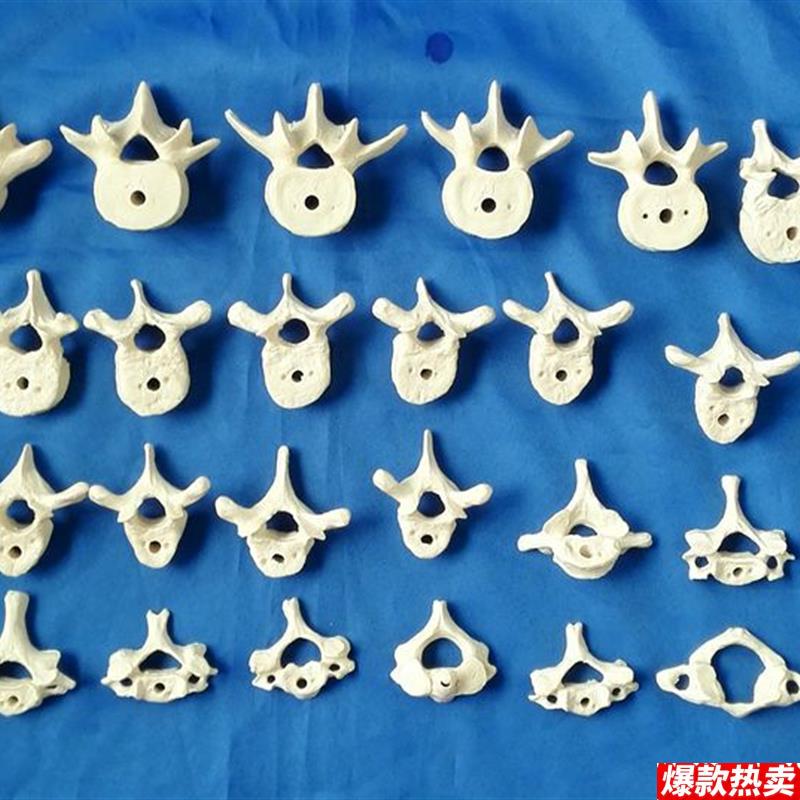人体1:1散V脊椎椎体模型人体骨骼骨架医用教学讲解
