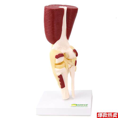 ENOVO颐诺人体膝关节肌肉群模型膝关g节模型滑车关节半月板交叉