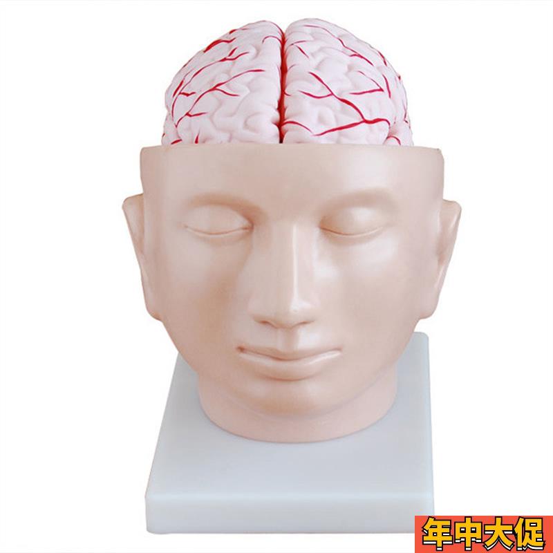 正品直销-头部附脑和动脉模型 大脑模型 医学U解剖模型 包邮