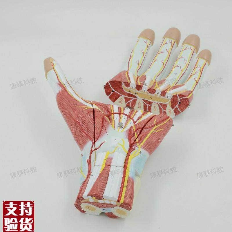 手部肌深浅肌肉神经血管解剖模型显D微外科手术示教手背韧带腕关,玩具/童车/益智/积木/模型,其他模型玩具,淘宝优惠券,粉丝福利购,淘宝优惠卷