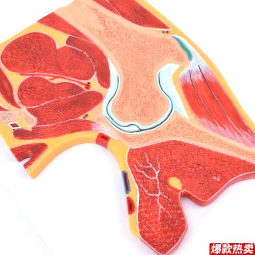 ENOVO颐诺医学解剖髋关节骨骼肌肉模d型髋关节剖面髋关节构造MRI