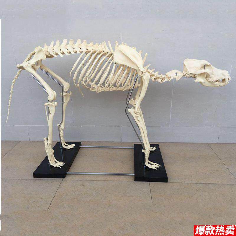 犬骨骼模型仿真塑料标本U狗骨架头骨动物解剖兽医宠物猫骨头静态