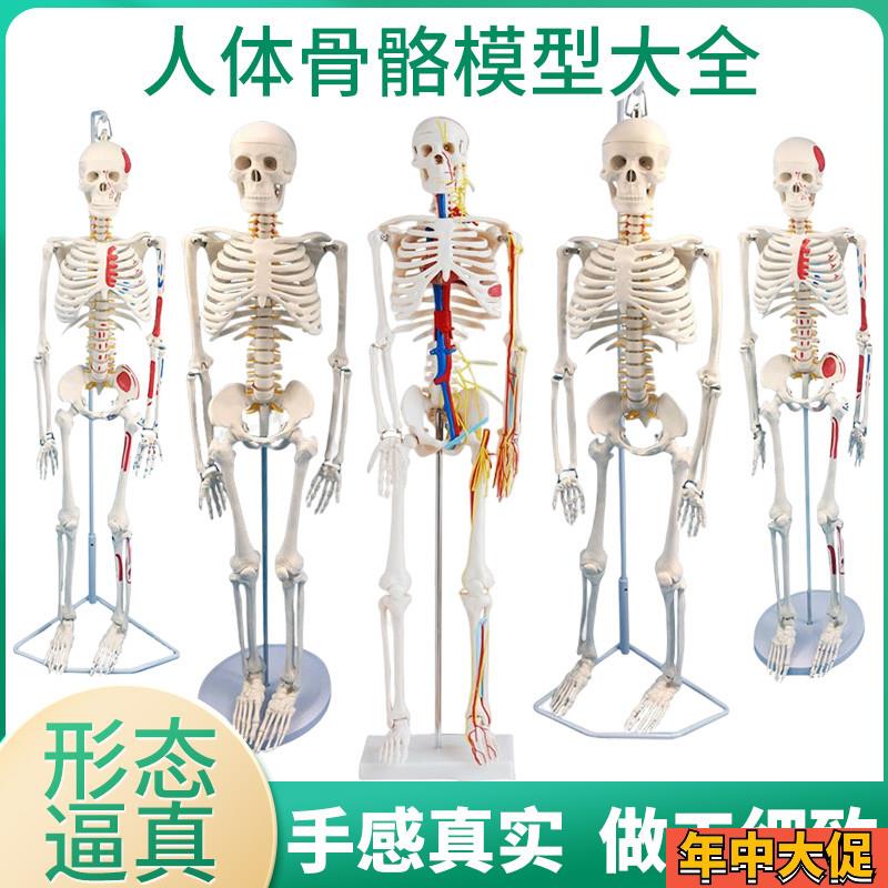 医学85CM人体骨骼模型神经肌肉起止F点着色韧带骨架小针刀脊柱模