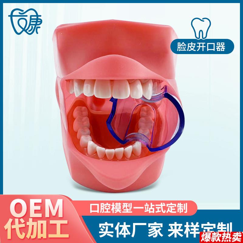 28拔牙模型人体牙齿结构F解剖模型口腔牙模具仿真牙科教学牙模型