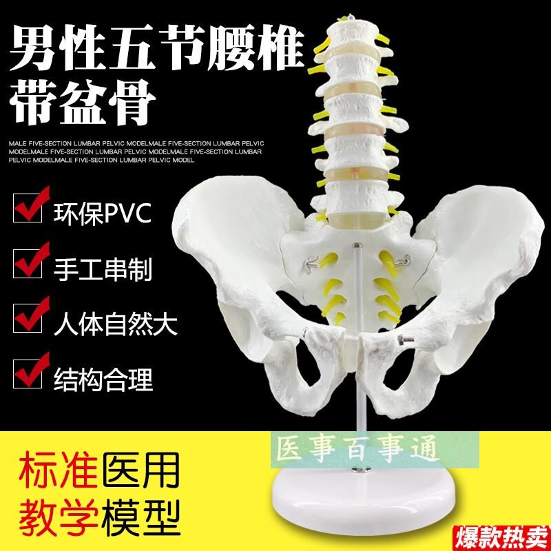 厂家直销新款自h然大1:1腰椎5节带骨盆模型腰椎盆骨模型包邮