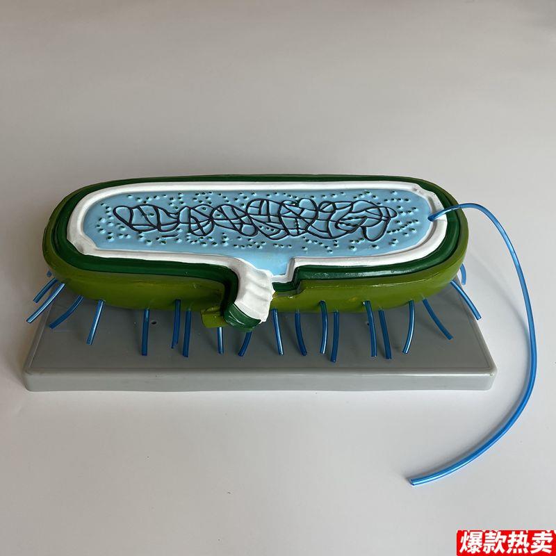 细菌模型鞭毛细胞壁中学Z实验仪器学校教育装备生物器材医用微生