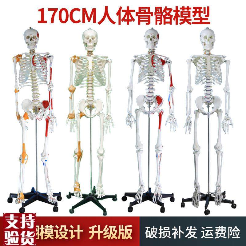 170cm人体骨骼模型骨u架人体模型成人小白骷髅教学脊椎全身标本,玩具/童车/益智/积木/模型,其他模型玩具,淘宝优惠券,粉丝福利购,淘宝优惠卷