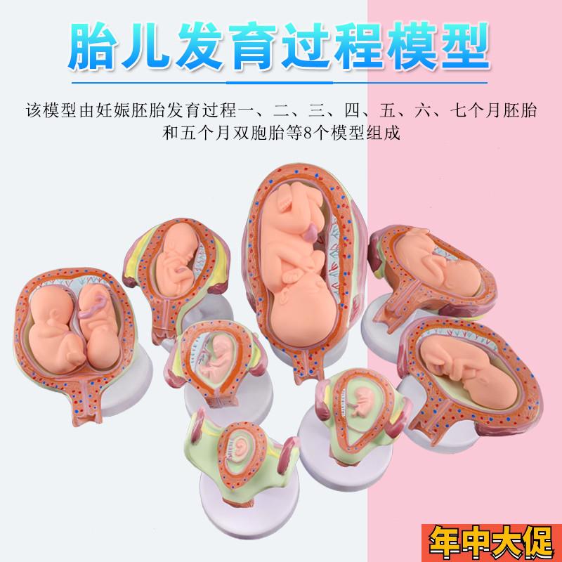 妊娠发育过程模型 胚胎计划生育模型D 计生展示模型 胎儿模型 子