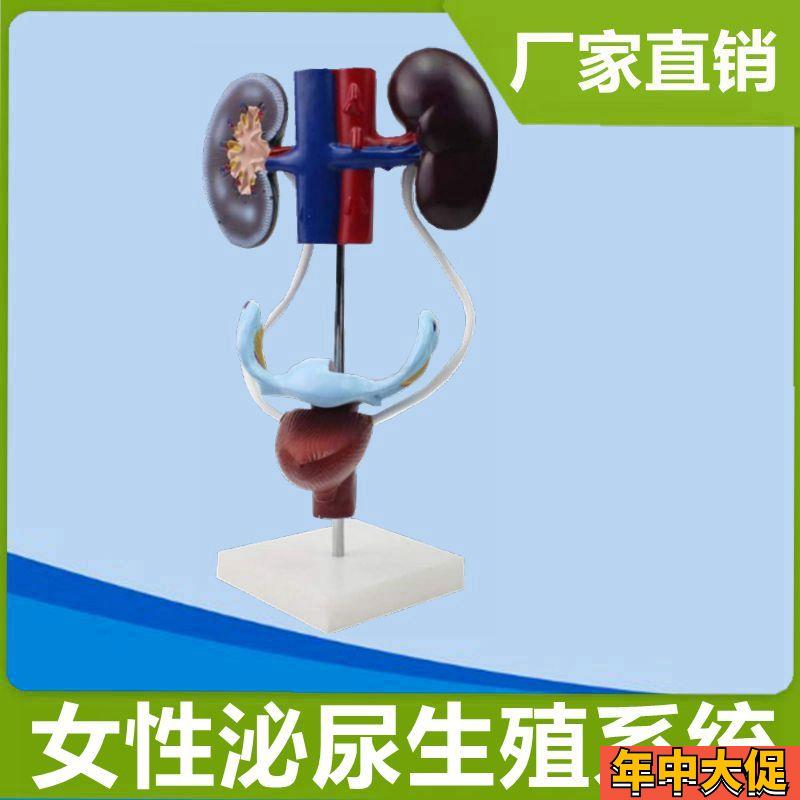 女性泌尿生殖系统仿真塑r胶内脏模具肾脏输尿管子宫膀胱妇科男科