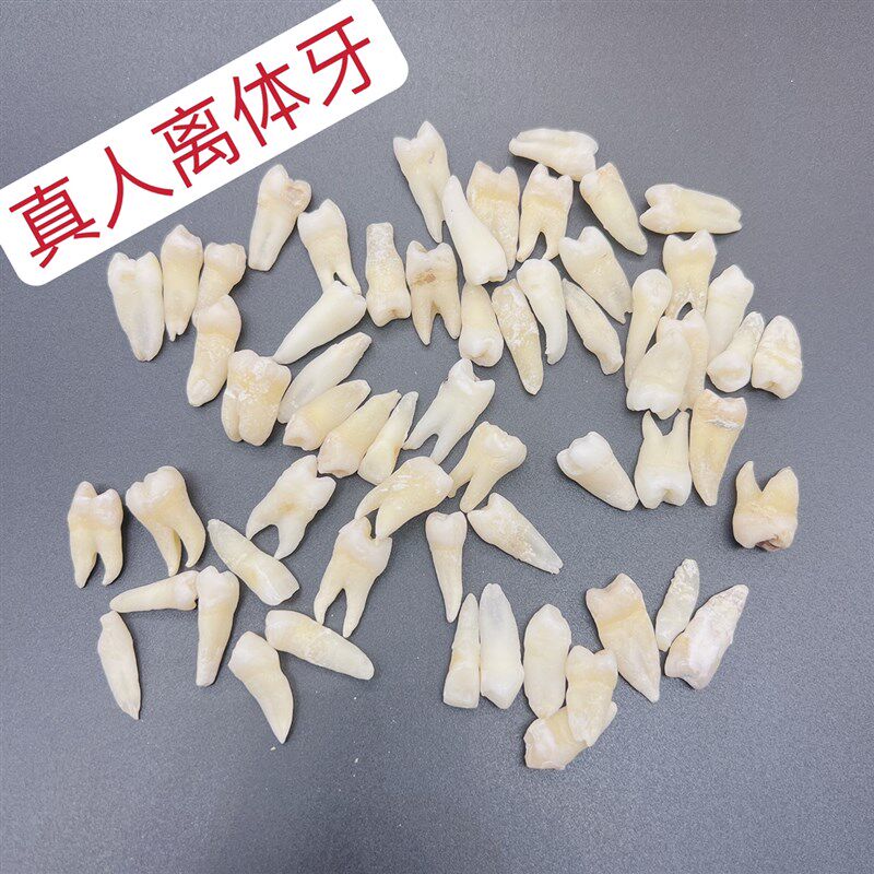 离体牙真人牙齿开髓备洞根管考试完L整无损无龋坏技能操作
