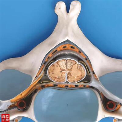 第五颈椎附脊j髓和脊神经放大模型GD/A18104